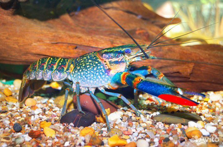 Малек австралийского рака (аккр) и семьи