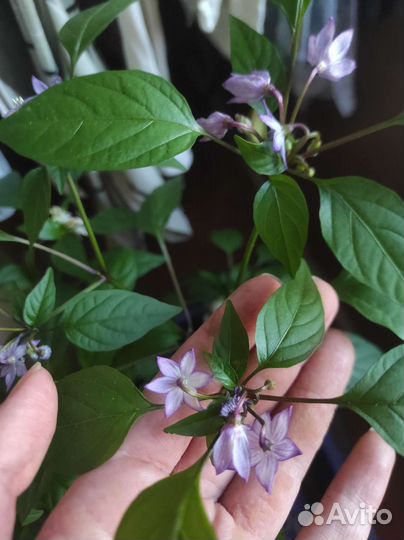 Рассада перца на подоконнике