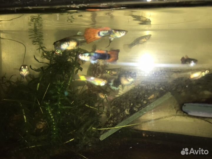 Аквариумные рыбки Гуппи