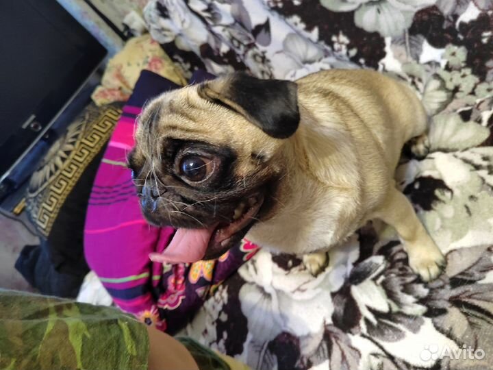 Передержка животных