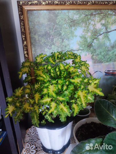 Колеусы сортовые