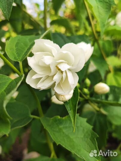 Саженцы махрового жасмина