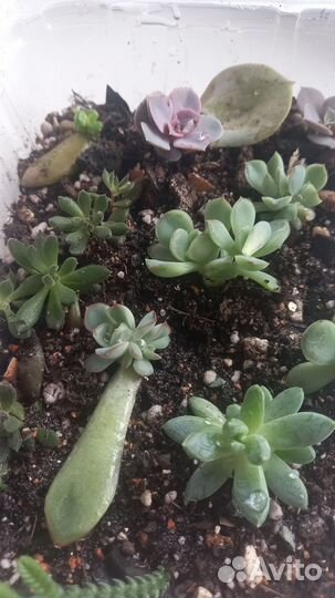 Суккуленты детки