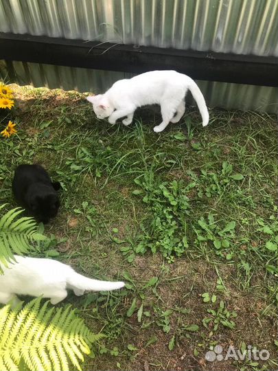 Котята в добрые руки бесплатно