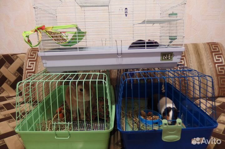 Проф. передержка грызунов, мелких птиц, рептилий