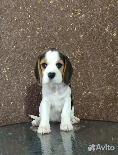 Милые девочки биглюши в питомнике