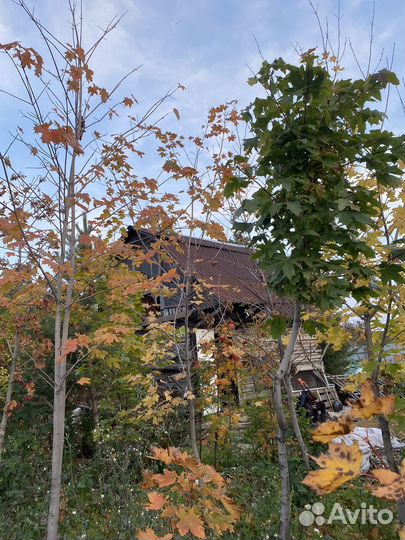 Саженцы клена