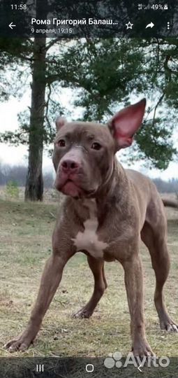 Щенки питбультерьера