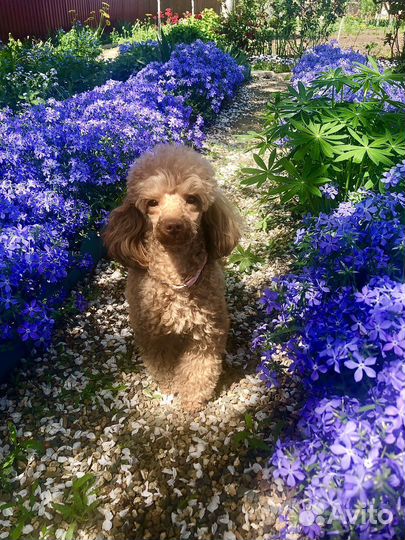 Той-пудель девочка(вязка)