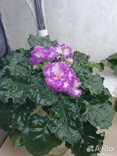 Фиалка пт Принцесса Ясмин