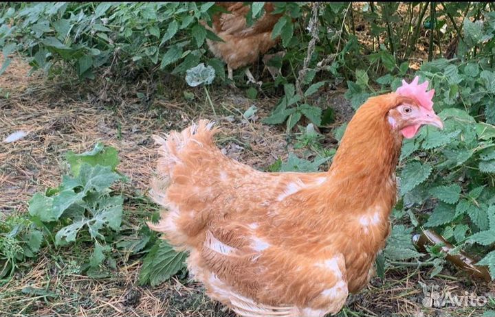 Куры от 50шт
