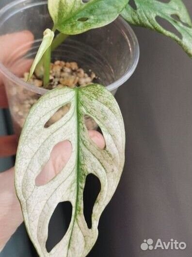 Монстера Адансона вариегатная