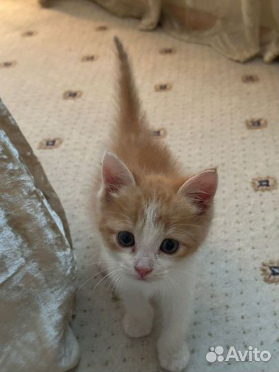 Рыжий котенок