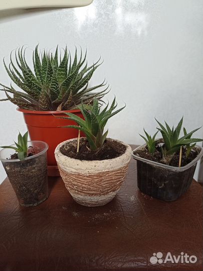 Суккуленты