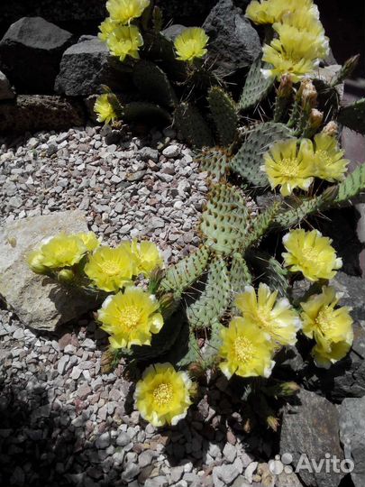 Морозостойкая опунция