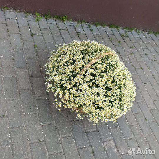 Ромашки Ромашка