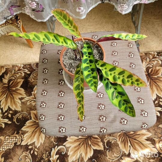 Комнатные растения