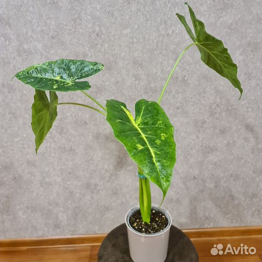 Взрослые алоказии