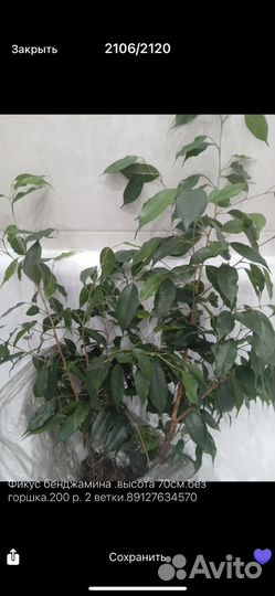 Фикус бенджамина