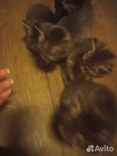 Котята в добрые руки,кушают сами,к лотку приучены