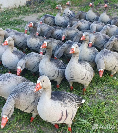 Флоковые чучела белолобого гуся greenhead