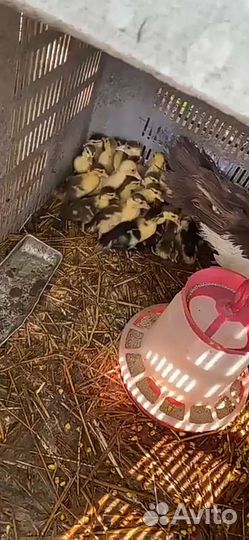 Продам утят