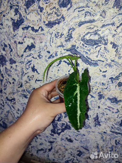 Домашние растения