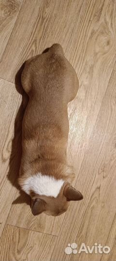 Вязка кобель чихуахуа