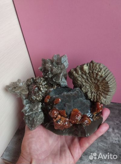 Окаменелости аммониты