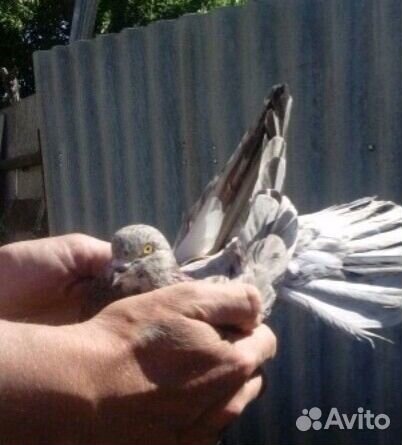 Продам голубей