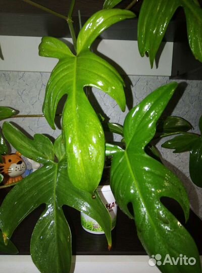 Филодедроны 5 сортов