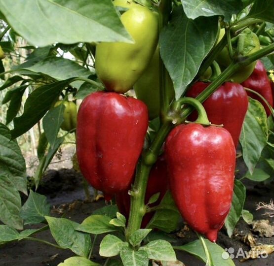 Семена перца оптом