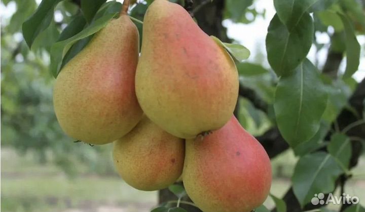 Груши саженцы-2024 весна