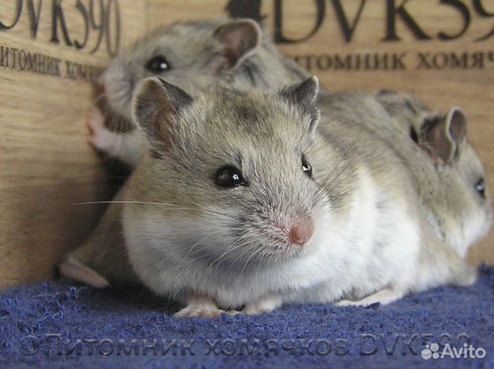 Китайский хомячок питомник