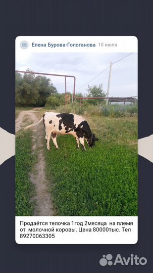 Продам тёлочку на племя