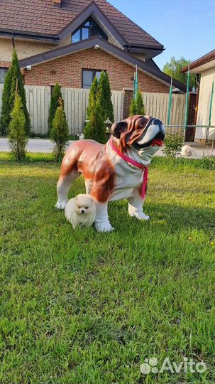 Щенки шпица белого цвета