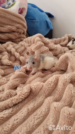 Крыса дамбо