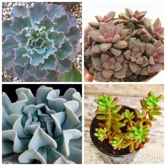 Суккуленты много