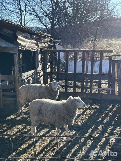 Бараны тексель