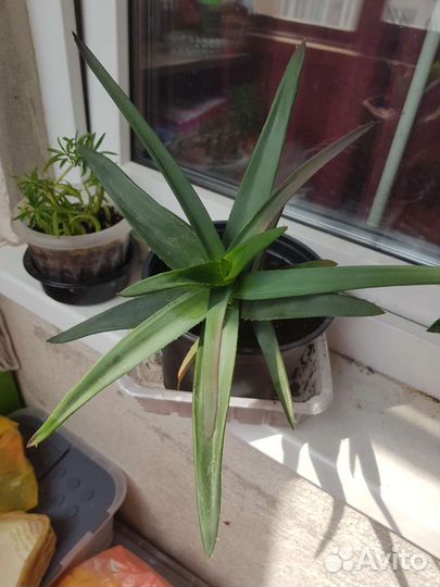 Кактусы и суккуленты