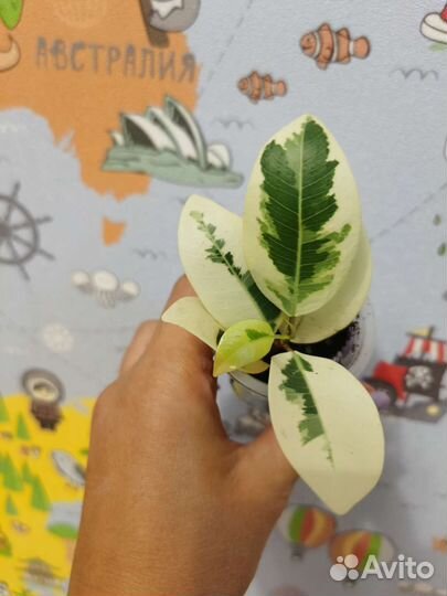 Фикусы редкие, много сортов, сингониумы и филы