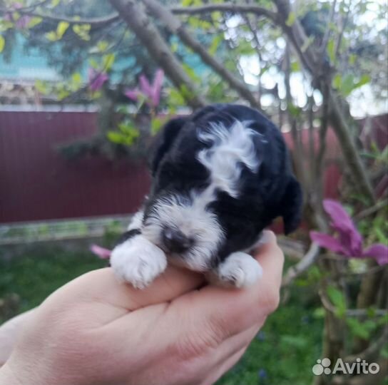 Арлекин РКФ
