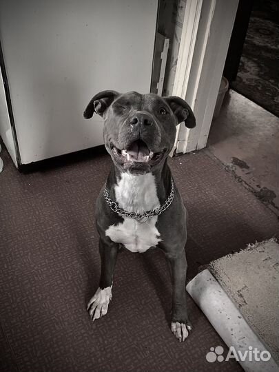 Американский питбультерьер вязка