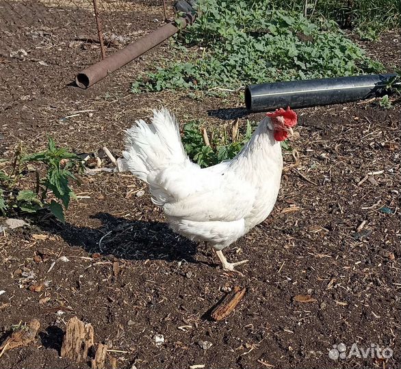 Инкубационное яйцо леггорн