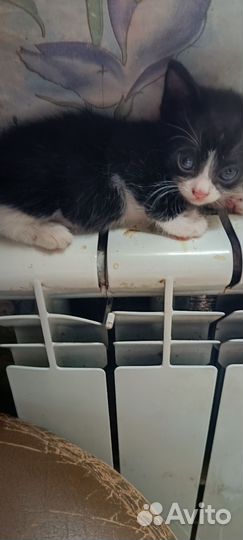 Кошка крысоловка