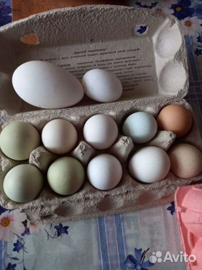 Яйцо инкубационное