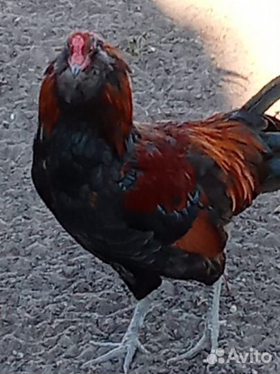 Молодые петухи