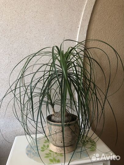 Нолина Бокарнея с деткой