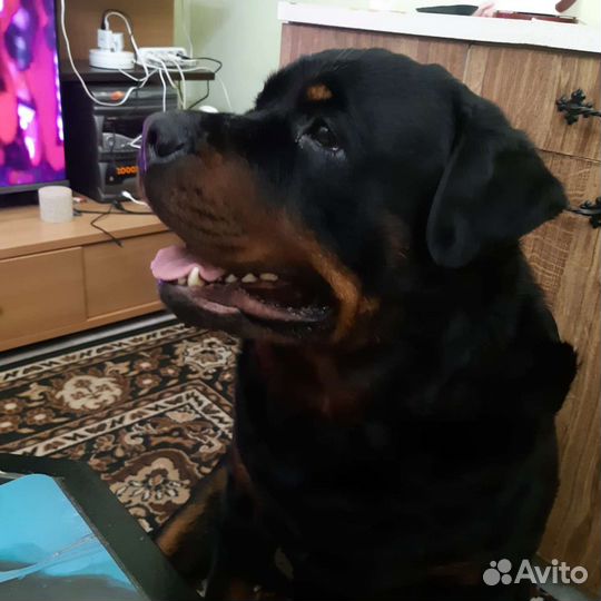 Вязка