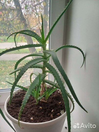 Алоэ вера лечебный